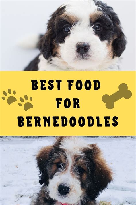  If you choose this feeding method for your Bernedoodle, take some time to research and compare the various brands